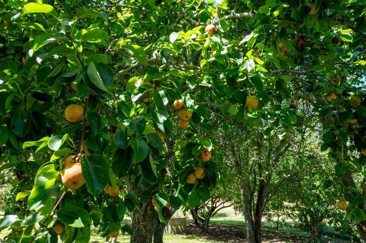 202 Ngamotu Road Rerewhakaaitu_26