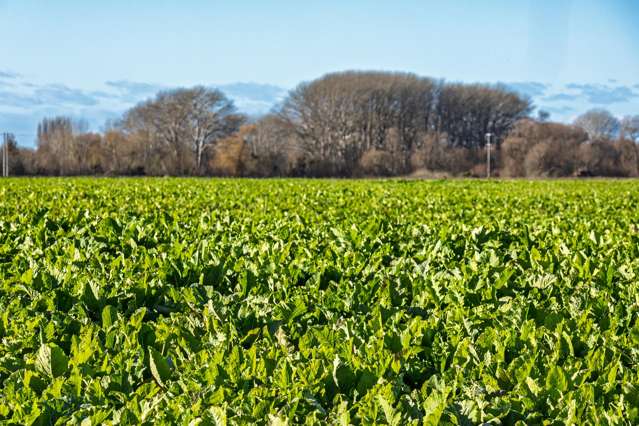 Pareora River Road Southburn_3