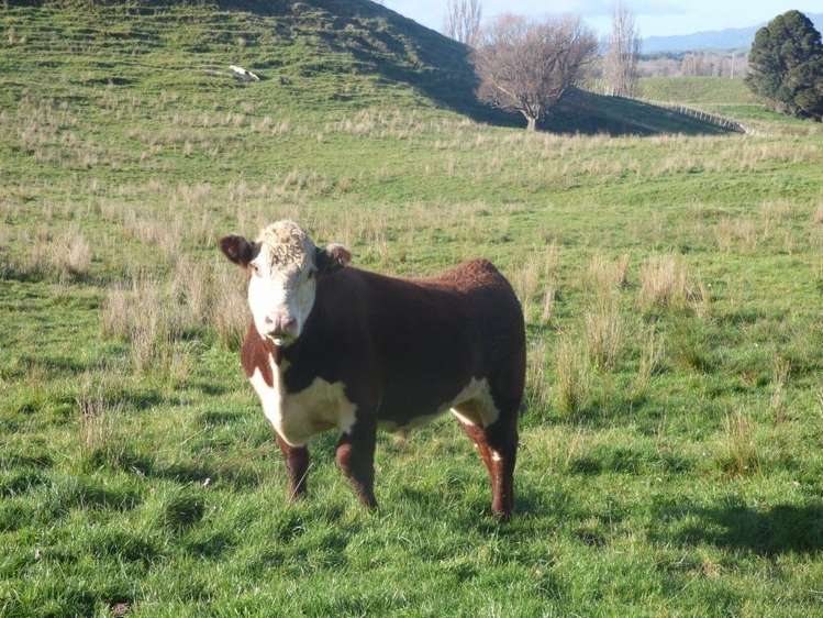 210 Valley Road Bunnythorpe_7