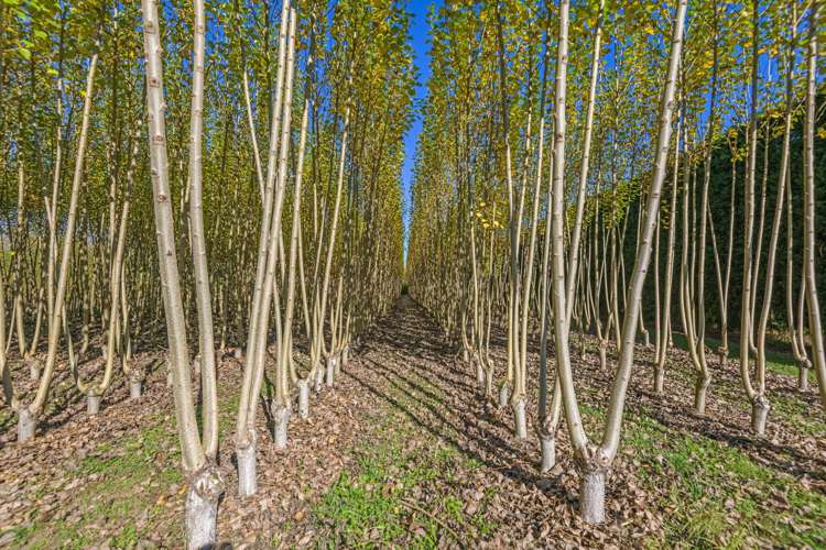 96 Engles Road Shannon_2