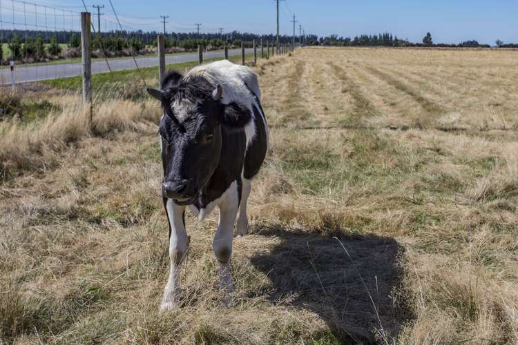 2331 Bealey Road Hororata_11