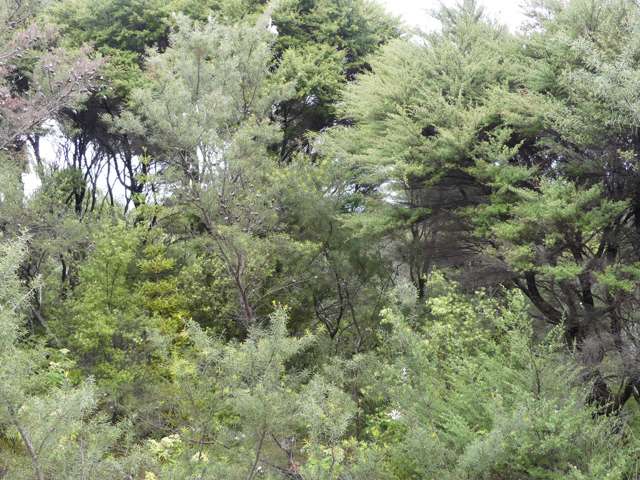 13 Harpoon Hill Great Barrier Island (Aotea Island)_3