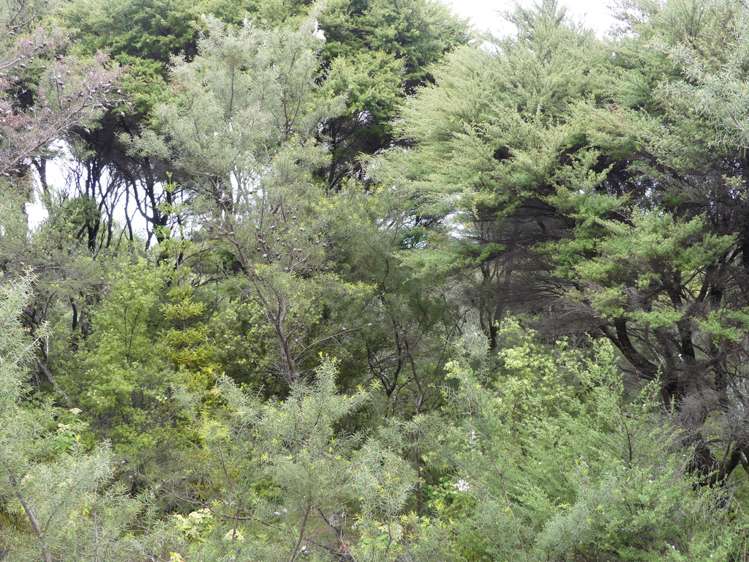 13 Harpoon Hill Great Barrier Island (Aotea Island)_3