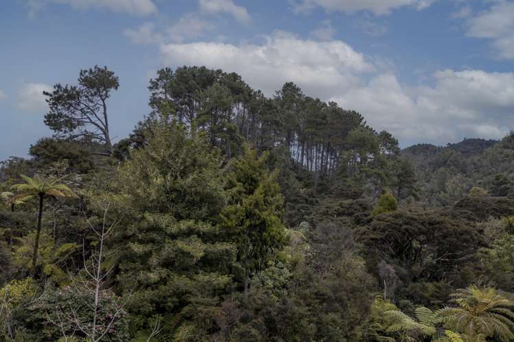 586 Tapu Coroglen Road Coromandel Forest Park_17