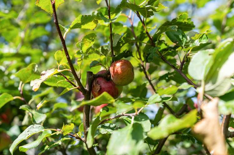 69 Bell Street Featherston_26