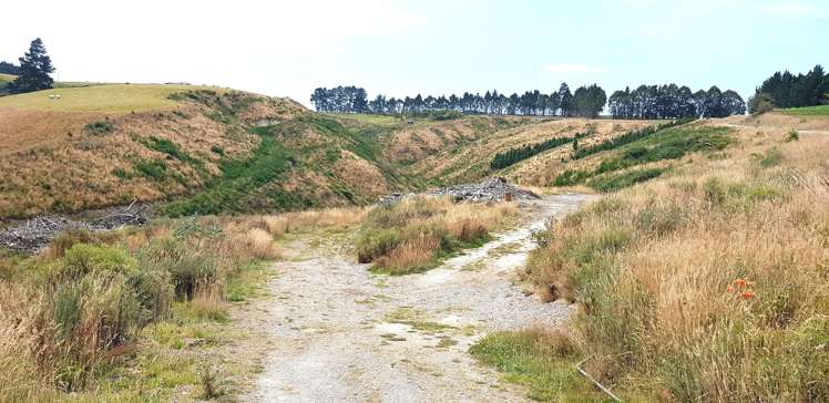 Sunflower Road Balclutha_1