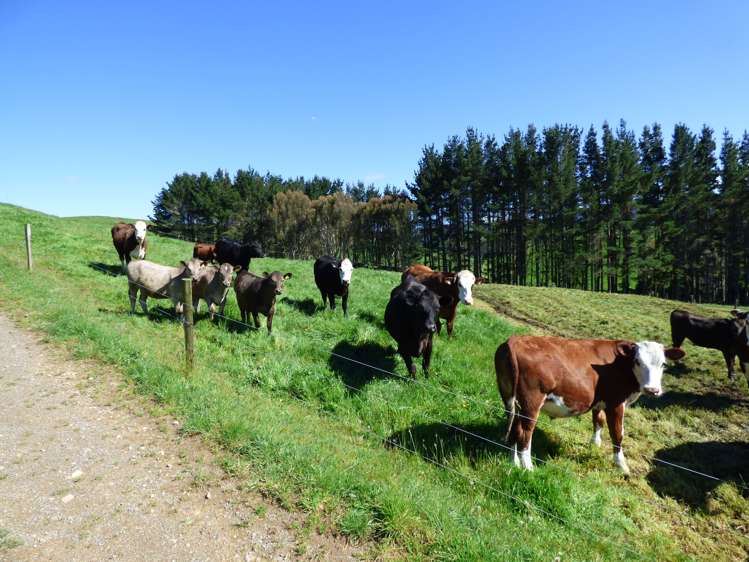 2229 State Highway 31, Kawhia Road Otorohanga_15