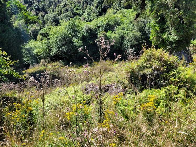 254 Doughboy Road Kokatahi_55