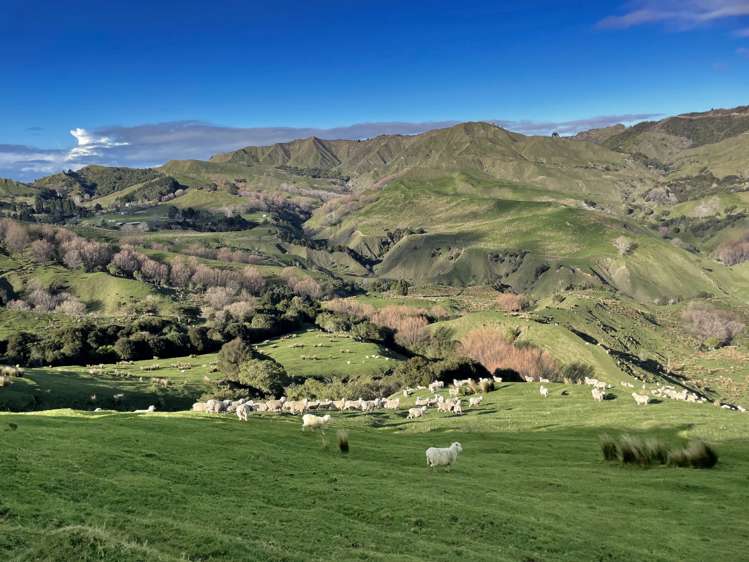 783 Glenroy Road Whangara_13