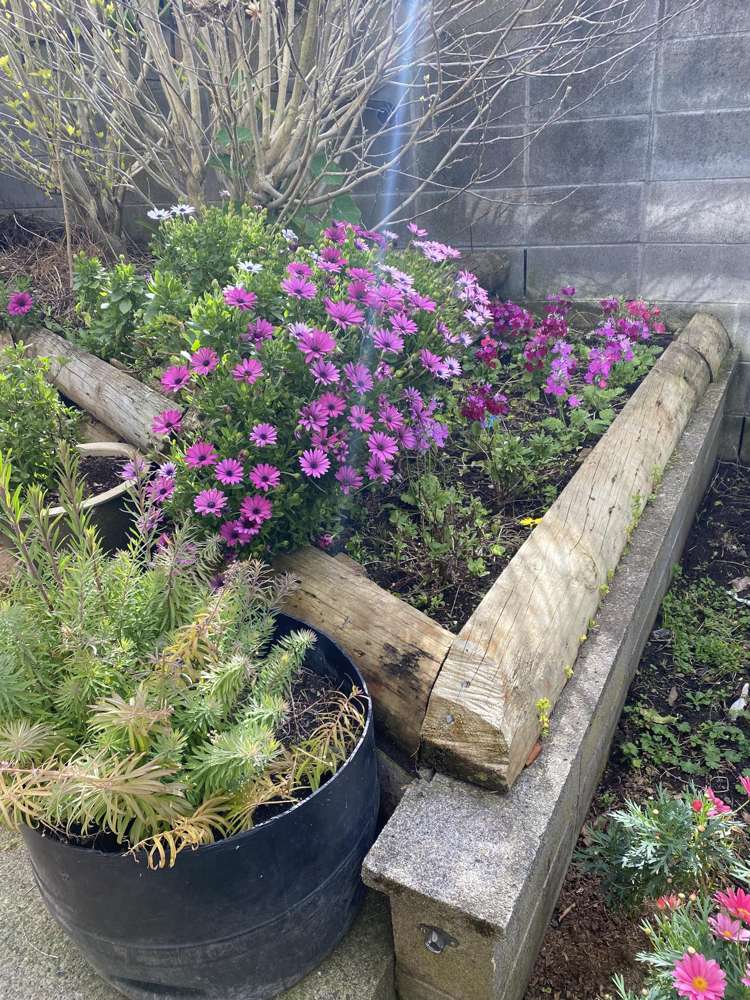 100 Centennial Avenue Waitara_43