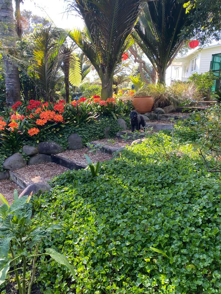 60b Riverview Road Kerikeri_16