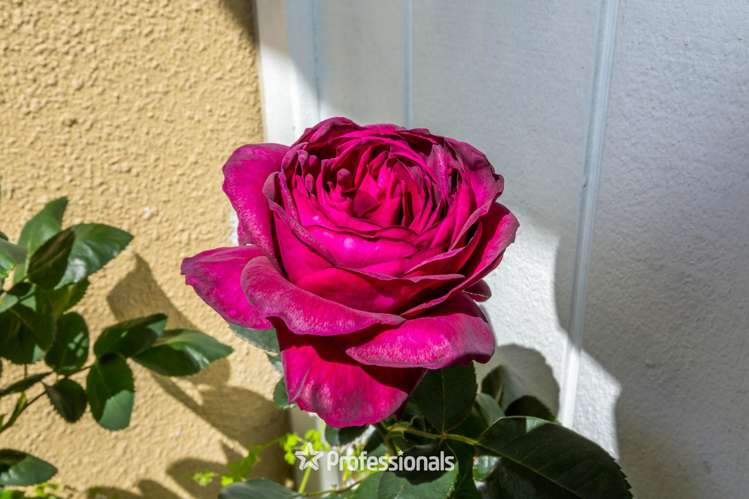 22 Carlow Grove Birchville_22