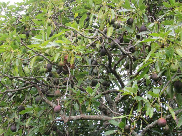 3 Bullman Road Ohaeawai_7