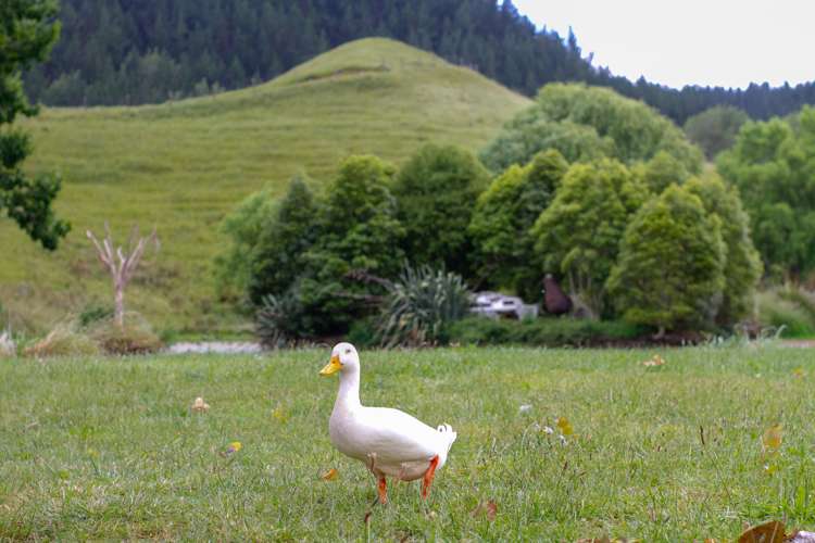 61 Waikupa Road Okoia_17