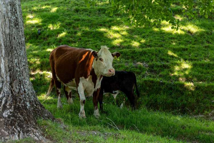 281 Tadmor Valley Road Tapawera_25