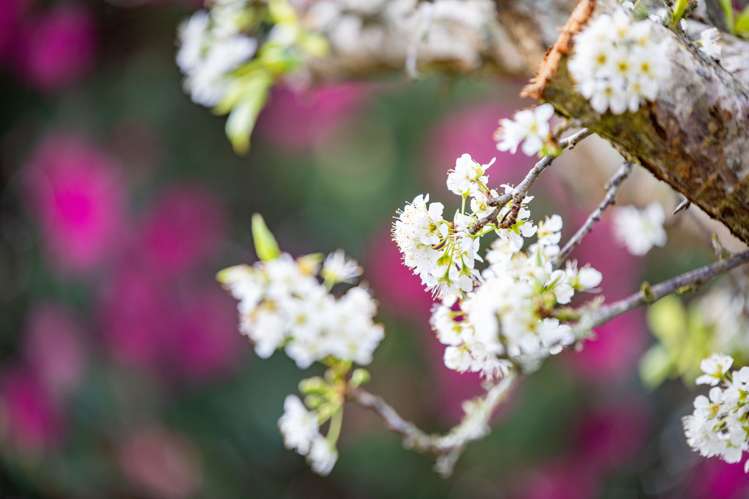 2 Carrington Avenue Hillcrest_28