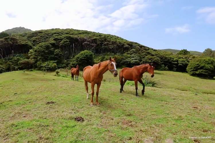 38 Medland Road Great Barrier Island_18