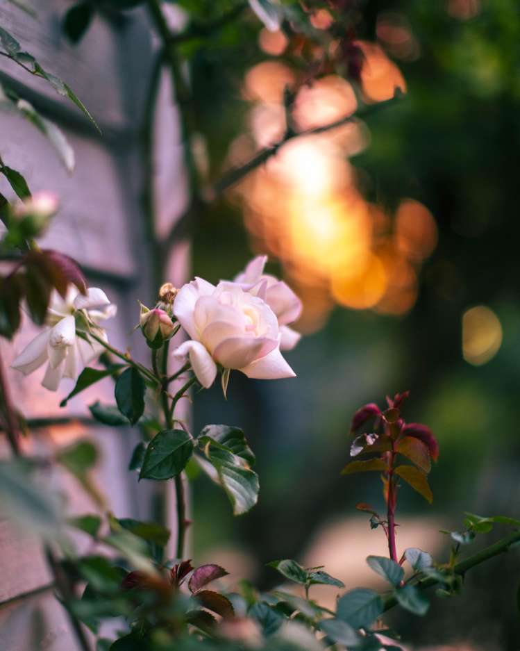 707 Massey Street Akina_20