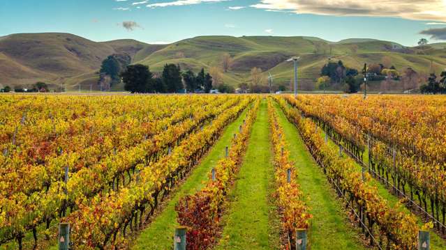 Hikumutu Vineyard - Premium 16.8ha Vineyard