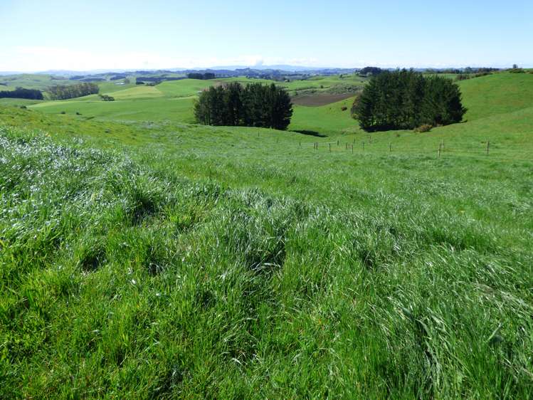 2229 State Highway 31, Kawhia Road Otorohanga_19