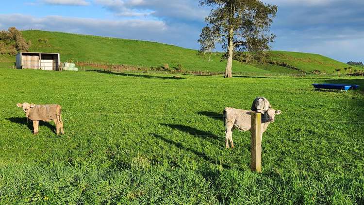 794 Tariki Road Ratapiko_12