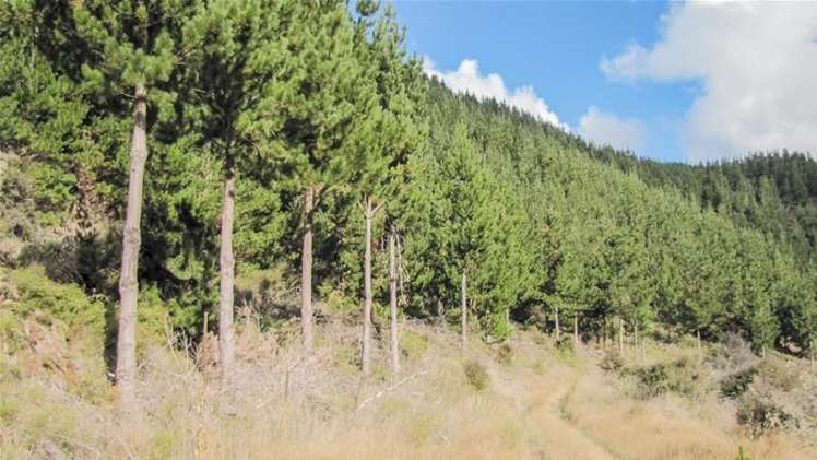 1234 Leatham Road Wairau Valley_19