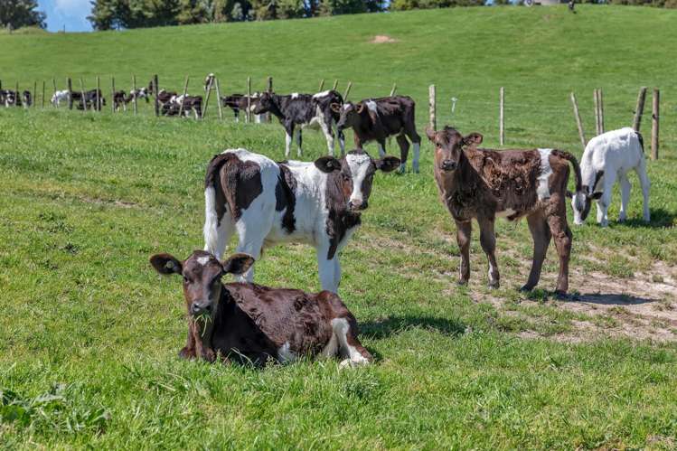 Knight Road Ruatangata_21