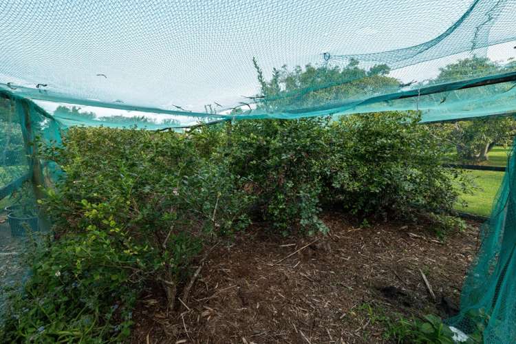 10A Bridgman Lane, Tanners Point Katikati_46