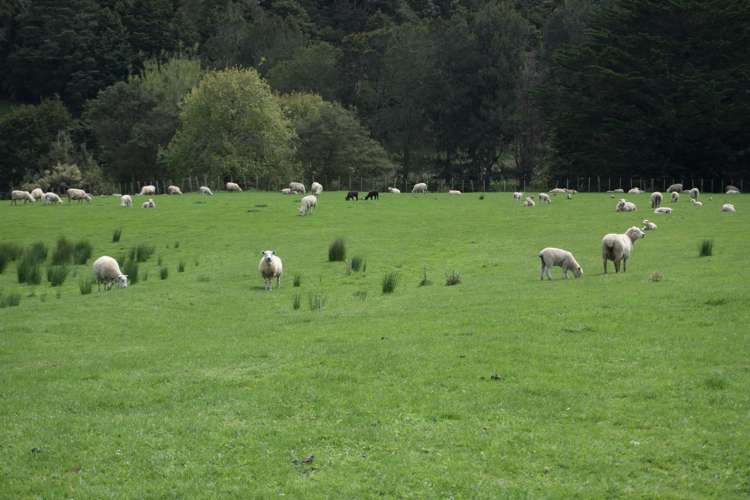 325 Haruru Road Kaukapakapa_18