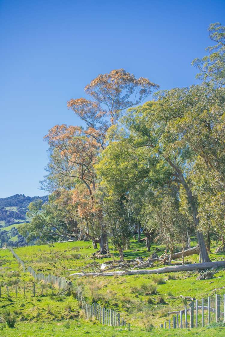 232 Kotare Road Ruakituri_16