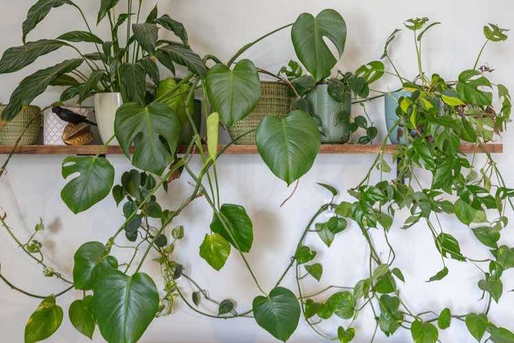 428 Hillside Road South Dunedin_11