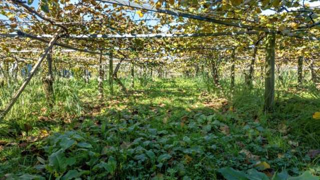 37 Selwyn Road Whakatane Surrounds_2