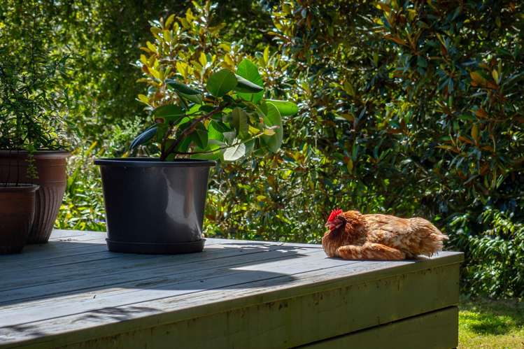 202 Ngamotu Road Rerewhakaaitu_22