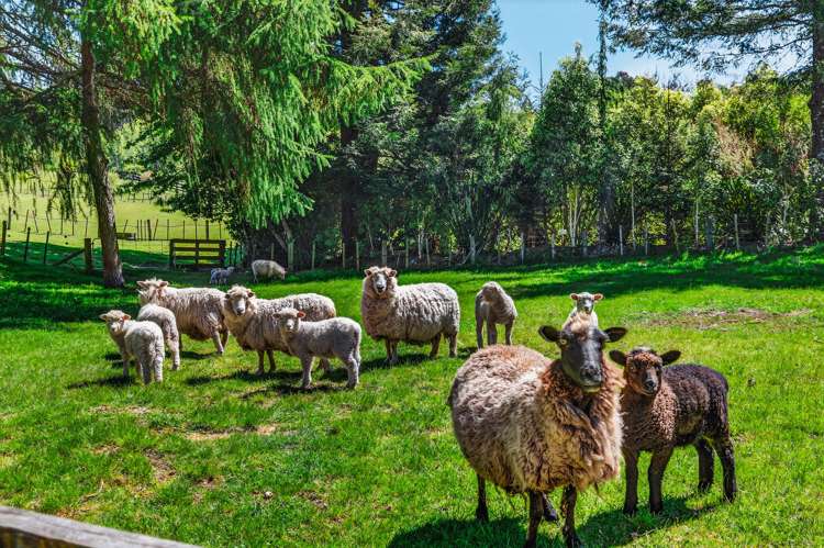 273 Mapara Road Acacia Bay_28