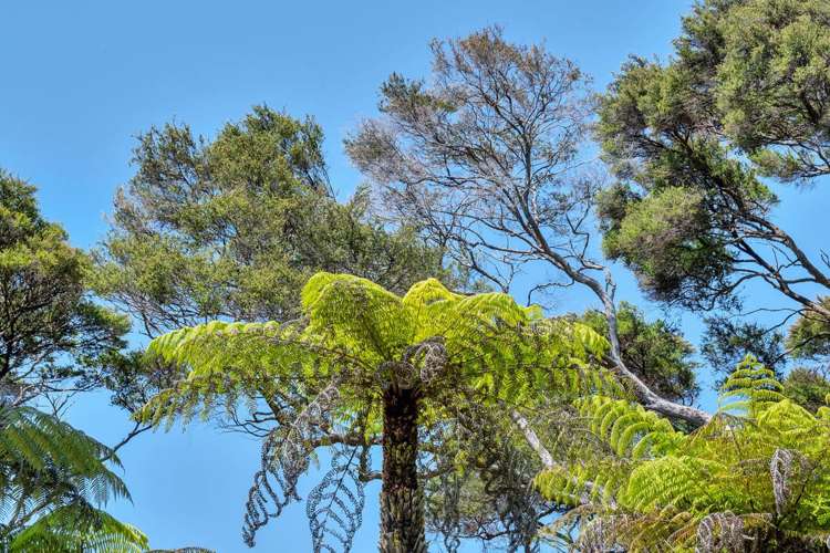 42 Kopiko Road Titirangi_6