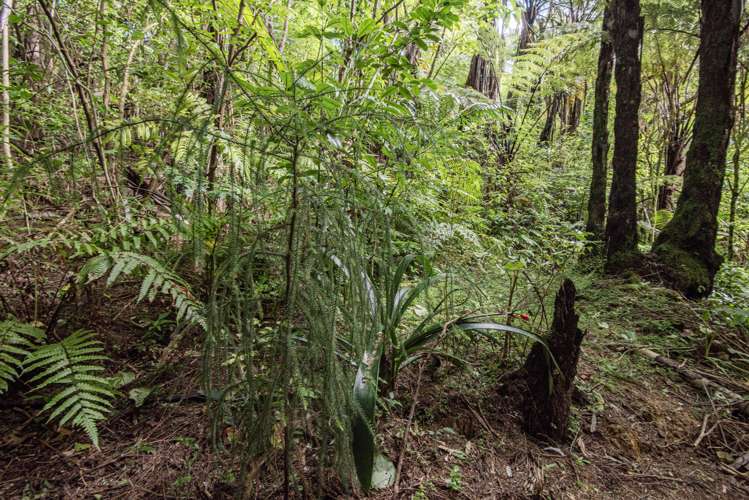 38 Our Road Whangarei Heads_8