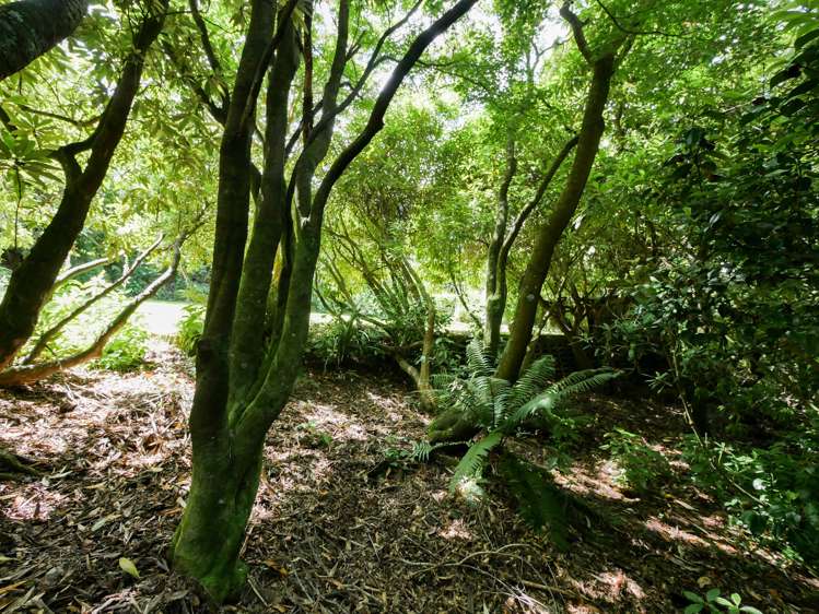 52 Grendon Street Maori Hill_11