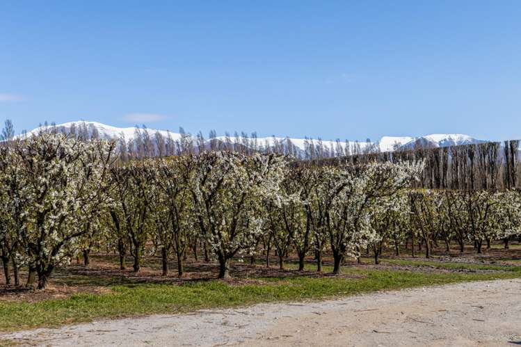 5221 Kurow Duntroon Road Duntroon_25