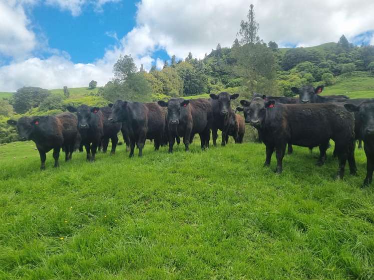 Lot (Rural)/1246 State Highway 3 Piopio_17