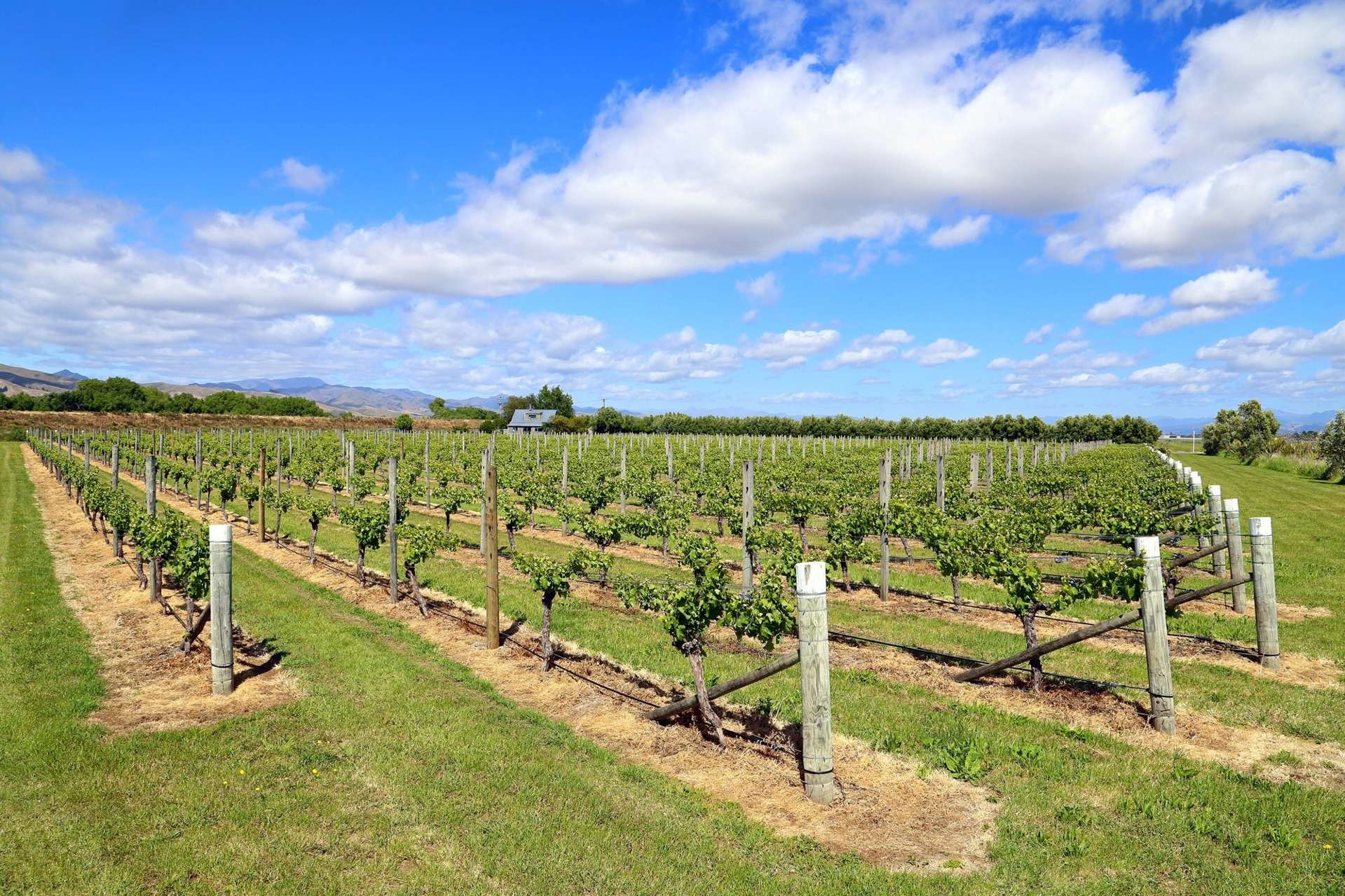 166 Morgans Road Grovetown_0