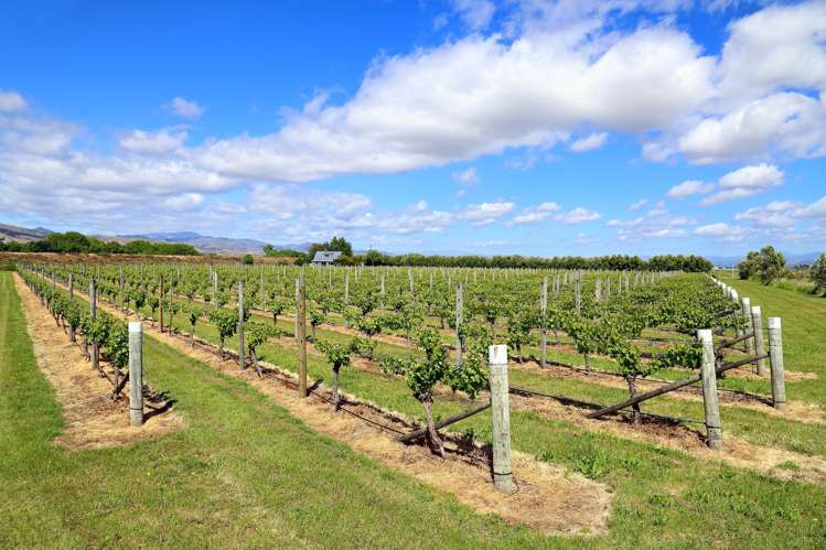 166 Morgans Road Grovetown_0