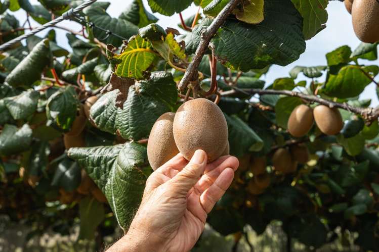 865B Oropi Road Oropi_8