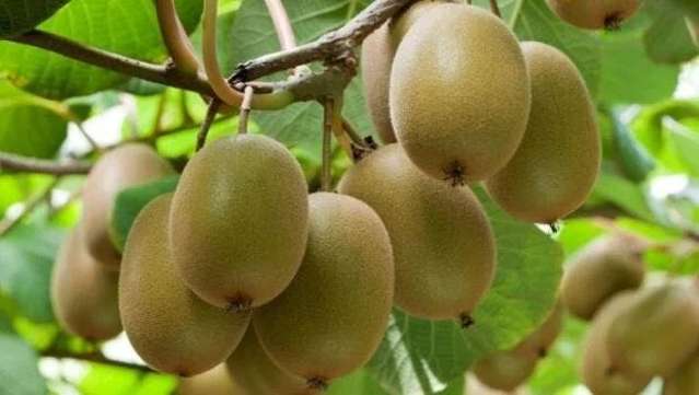 Get the 2025 Kiwifruit Crop Before it's Picked!