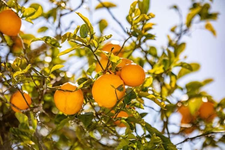 15 Lancaster Street Dinsdale_26