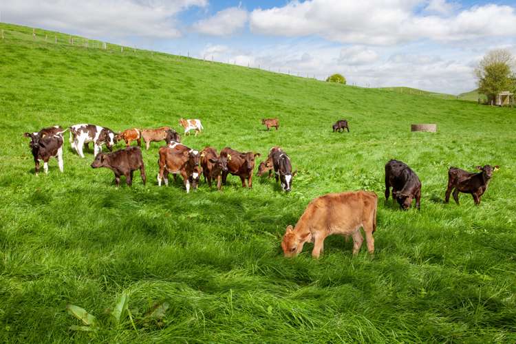 390 Parapara Road Tirau_16