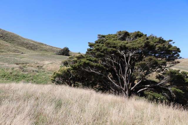 Te Akau Road Te Akau_3