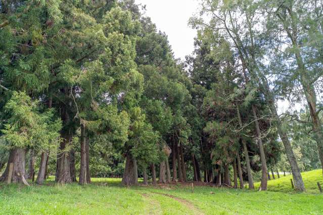 889 Tairua Whitianga Road Whenuakite_3