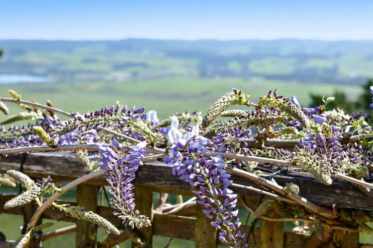 241 Kiwitahi Road Helensville_5