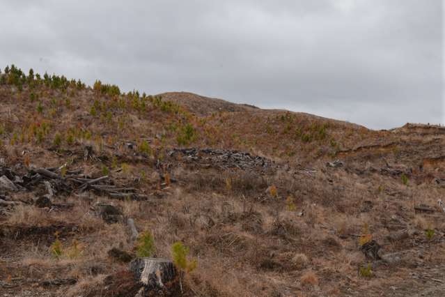 Ongarue Stream Road Waimiha-Ongarue_1