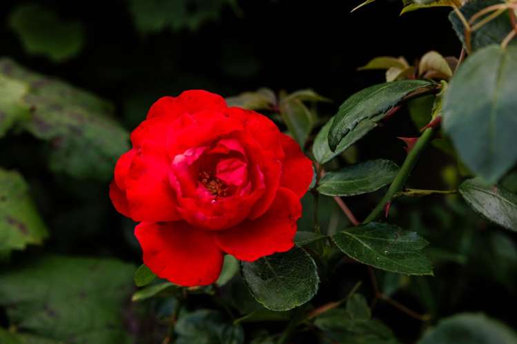 118 Wiroa Road Kerikeri_44